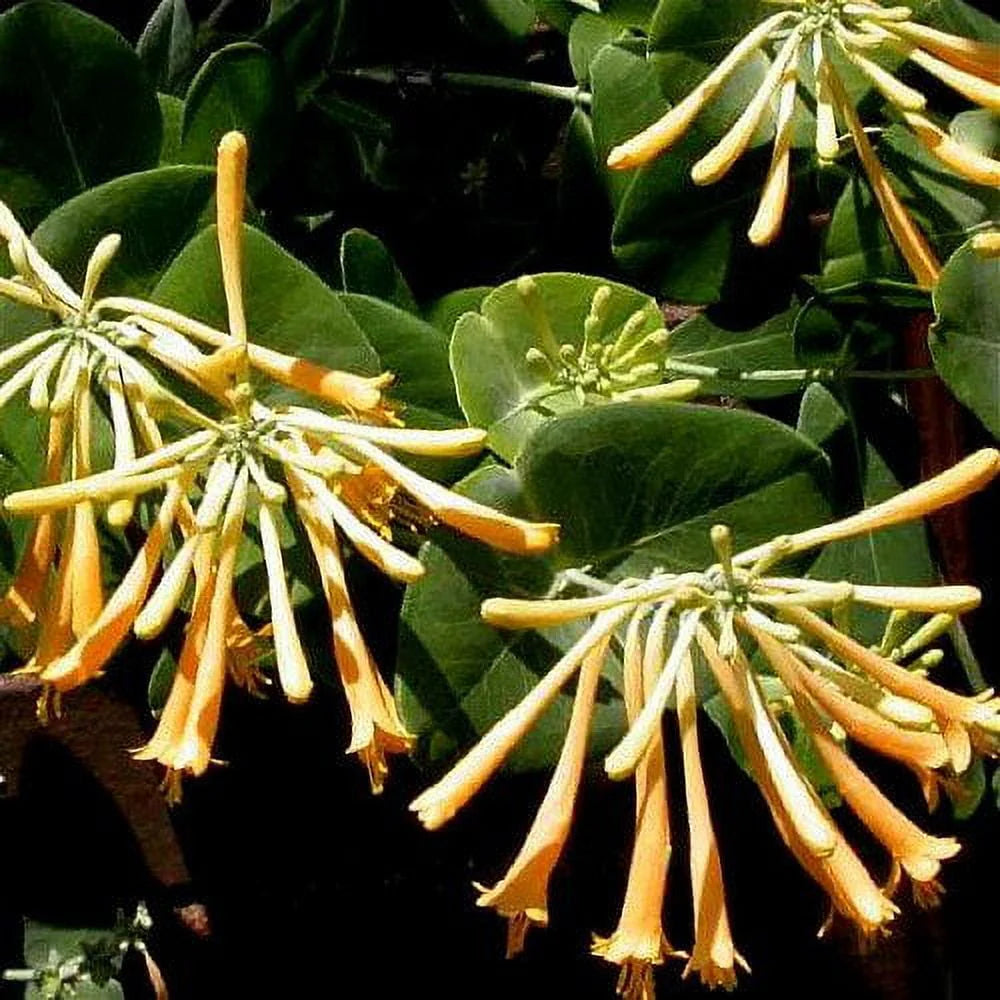 Climbing Honeysuckle Vine 2.5 Pot T48327
