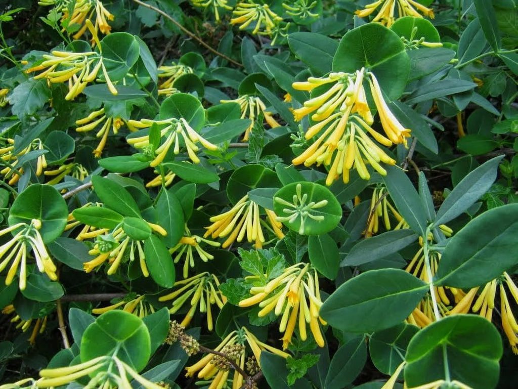 Climbing Honeysuckle Vine 2.5 Pot T48327