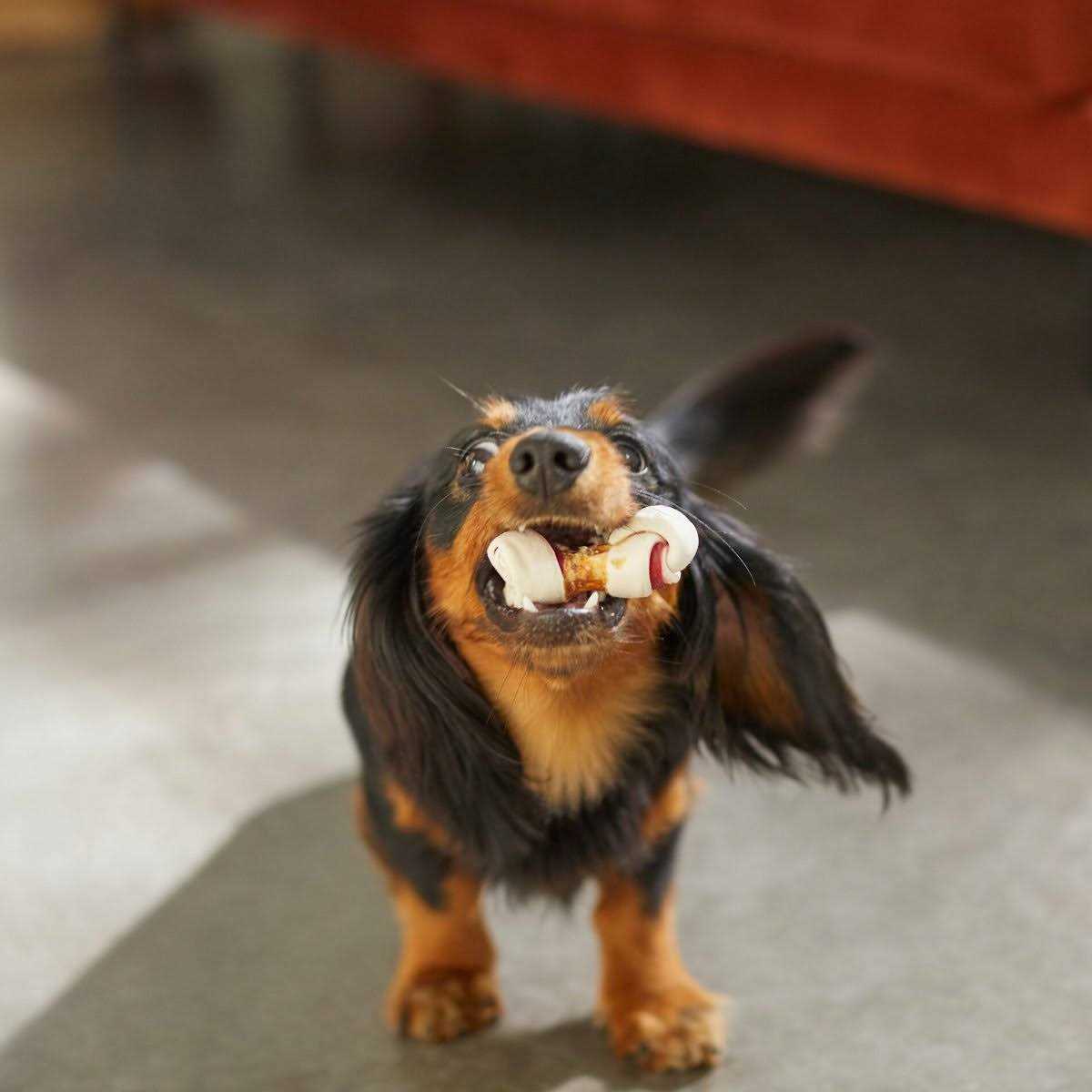 Triple Flavor Mini Bone Rawhide Dog Treats Z706