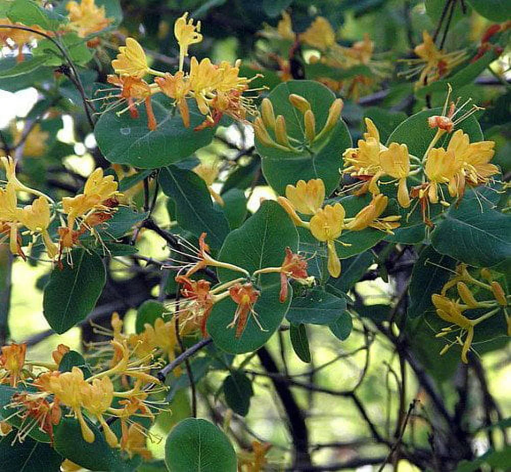 Climbing Honeysuckle Vine 2.5 Pot T48327